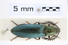 Foto (Dorsalansicht) von Ctenicera kiesenwetteri (Brisout, 1866) (NHMW-ZOO-COL-0008305)